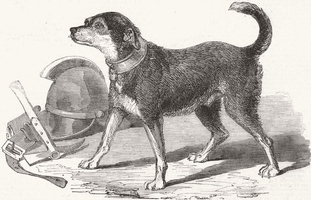 DISASTERS. Fire-escape-man's dog Bill 1857 old antique vintage print picture